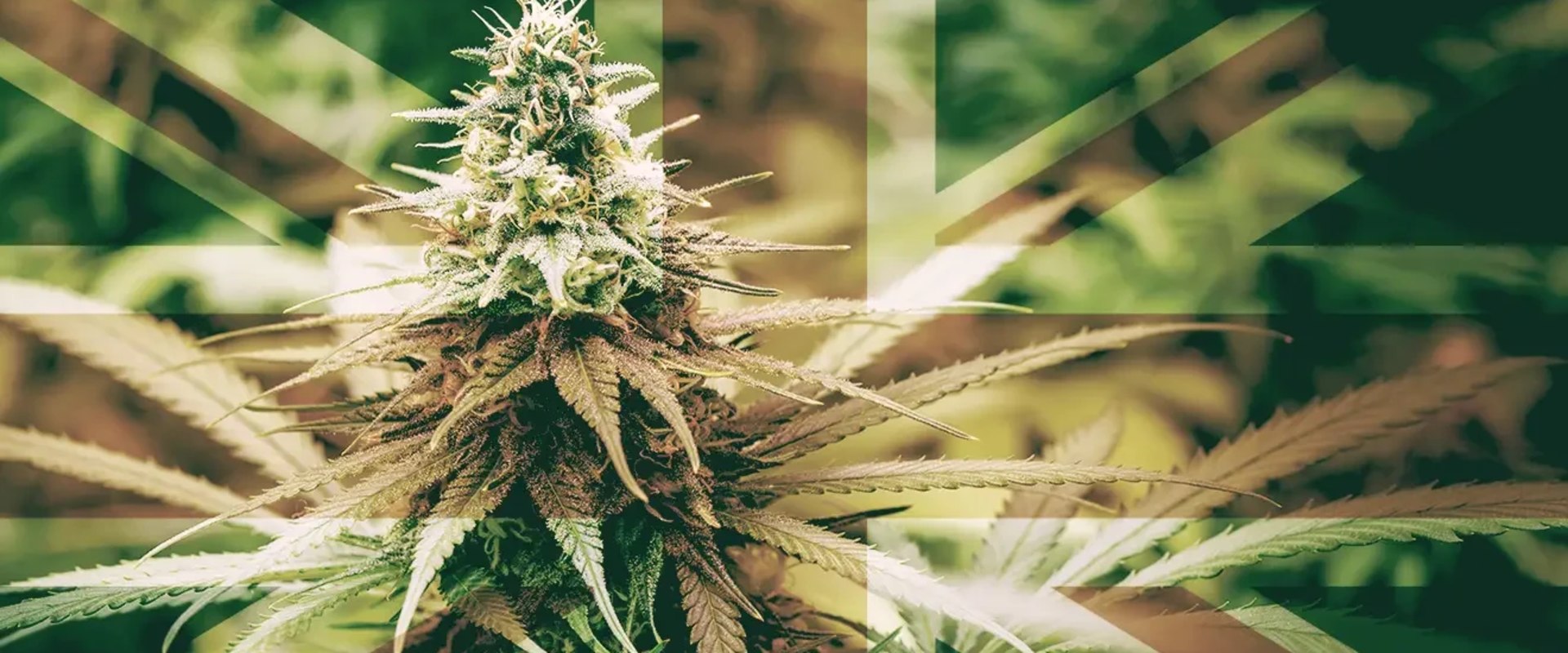 Can I Bring Cannabis Into The UK? A Comprehensive Guide